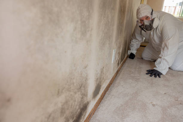 Best Dehumidification Services  in St Bonaventure, NY